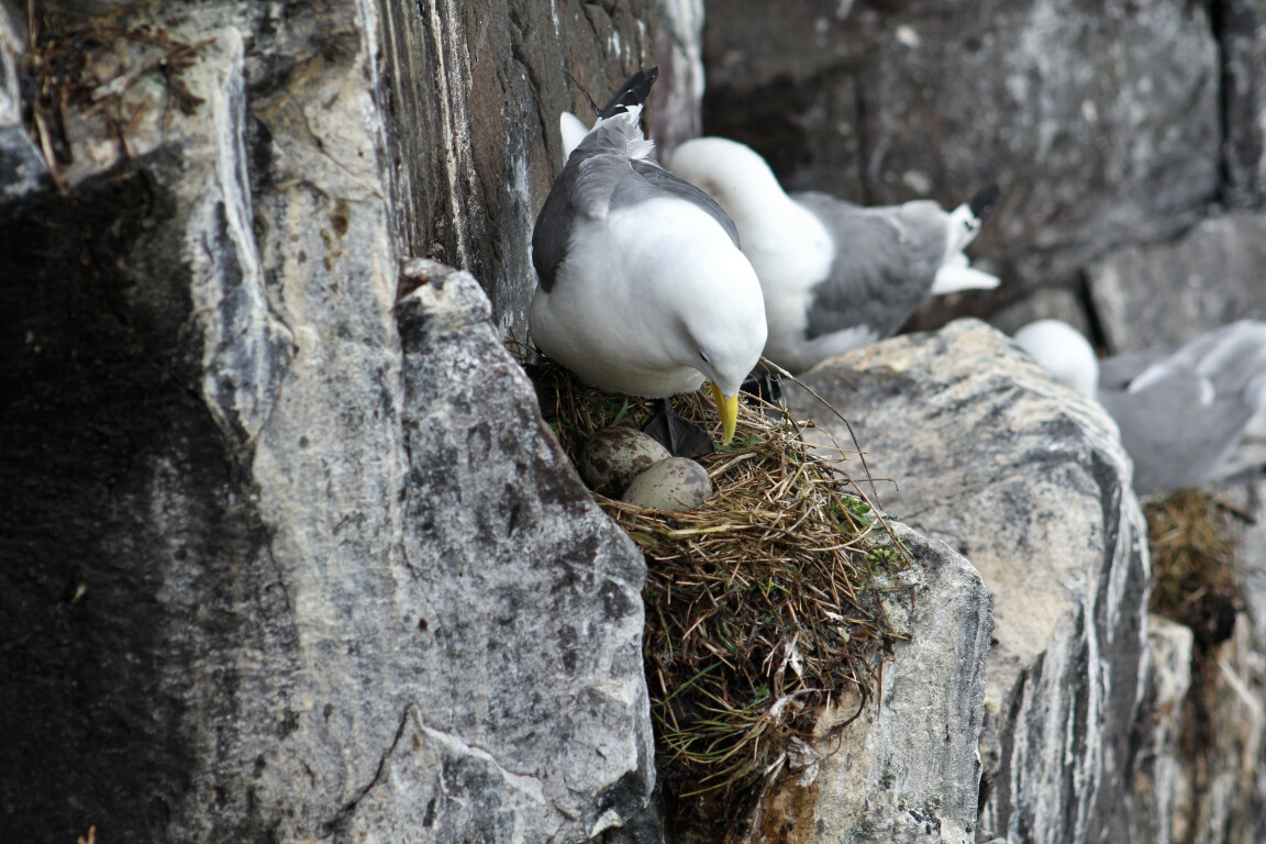 Kittiwake and Eggs, Farne Islands, Northumberland